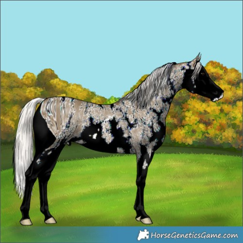 Horse Color:ERROR: UNKNOWN ANOMALY