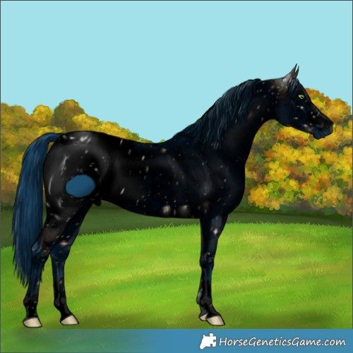 Horse Color:ERROR: UNKNOWN ANOMALY