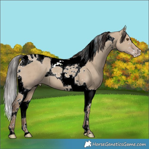 Horse Color:ERROR: UNKNOWN ANOMALY