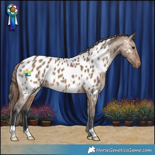 Horse Color:Brown Dun Appaloosa 