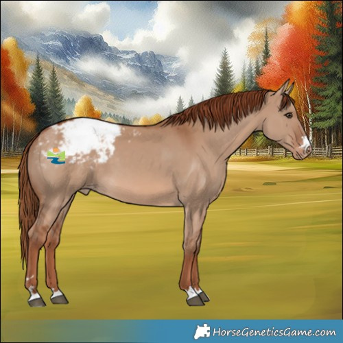 Horse Color:Red Dun Appaloosa 