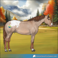 Horse Color:Red Dun Snowcap 
