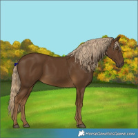 Horse Color:Chocolate Palomino 