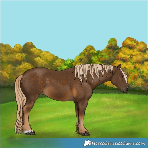 Horse Color:Chocolate Palomino