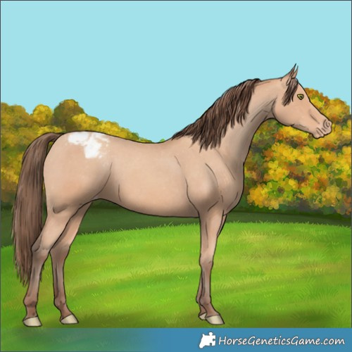 Horse Color:Amber Champagne Appaloosa 