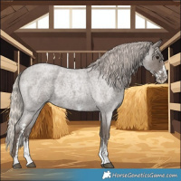 Horse Color:Silver Blue Roan Sabino 