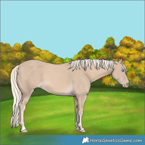 Horse Color:Cremello