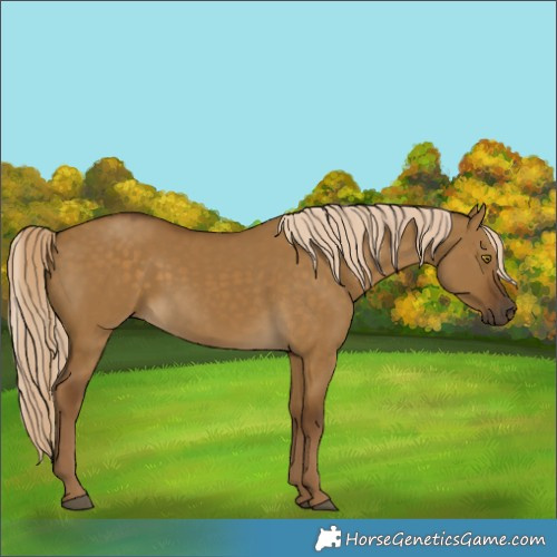 Horse Color:Chocolate Palomino Dun 
