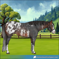 Horse Color:Bay Sabino Splash Appaloosa  and Bay Sabino Splash Appaloosa 