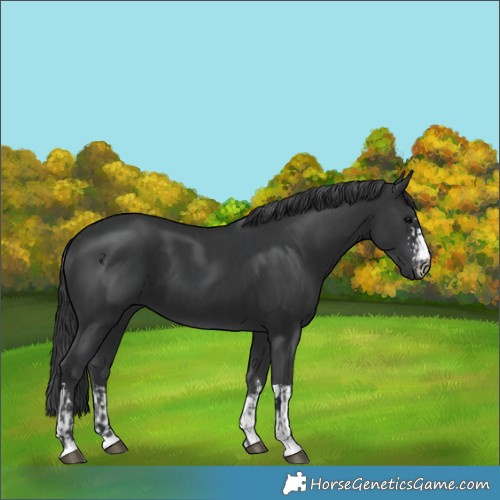 Horse Color:Black  and Black 