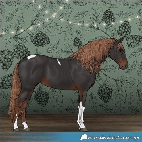 Horse Color:Liver Chestnut Tobiano 