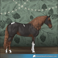 Horse Color:Liver Chestnut Tobiano 
