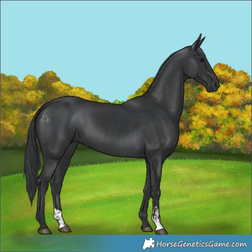 Horse Color:Black and Black