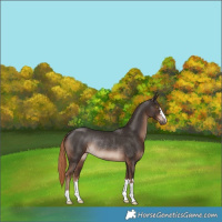 Horse Color:Liver Chestnut Rabicano