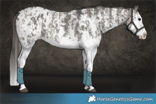 Horse Color:Grullo Sabino Splash  and Grullo Sabino Splash Appaloosa 