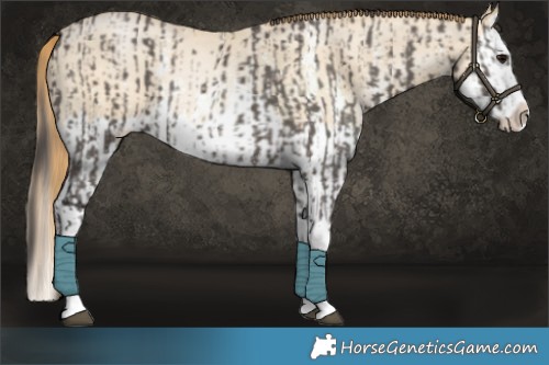 Horse Color:Smoky Grullo Sabino Splash  and Smoky Grullo Pearl Sabino Splash 