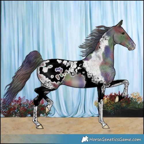Horse Color:Nacre Black Tobiano Appaloosa
