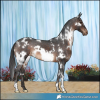 Horse Color:White Spotted Brown Varnish 