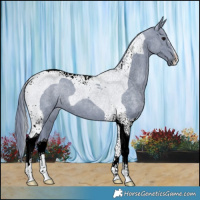 Horse Color:Watercolor Black Tobiano 