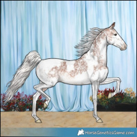 Horse Color:Silver Bay Splash Tobiano Appaloosa Rabicano 