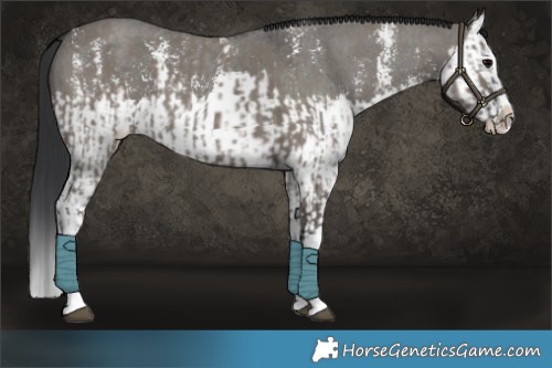 Horse Color:Grullo Sabino Splash  and Grullo Sabino Splash 