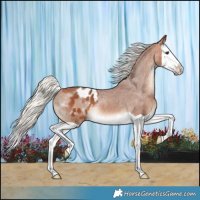 Horse Color:Silver Bay Splash Appaloosa