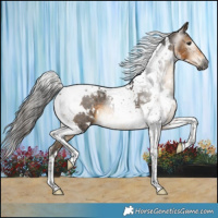 Horse Color:Gray White Spotted Buckskin Tobiano 