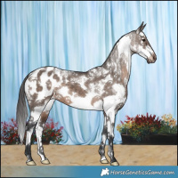 Horse Color:White Spotted Brown Dun Mushroom Sabino Splash Blanket 