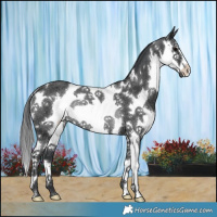 Horse Color:White Spotted Black Mushroom Splash Rabicano 
