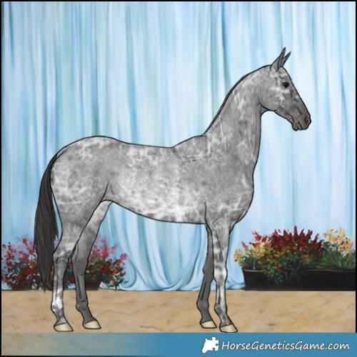 Horse Color:Smoky Blue Ice Roan Rabicano