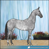 Horse Color:Smoky Blue Ice Roan Rabicano 