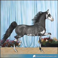 Horse Color:Black Splash Rabicano 