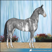 Horse Color:Black Sabino Rabicano 