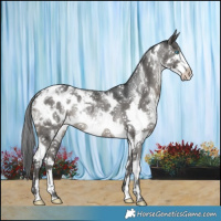 Horse Color:White Spotted Black Sabino Splash Blanket Rabicano 