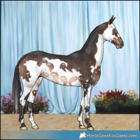 Horse Color:Brown Splash Rabicano 