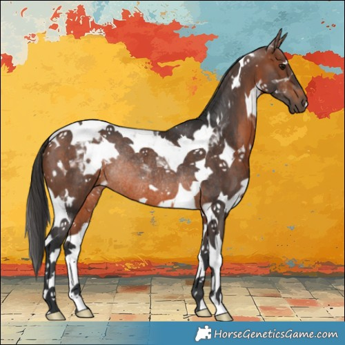 Horse Color:White Spotted Brown Tobiano Rabicano 