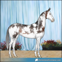 Horse Color:White Spotted Brown Splash Rabicano