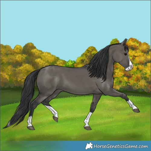 Horse Color:Grullo Splash 