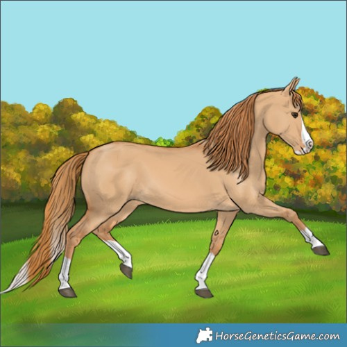 Horse Color:Red Dun Splash