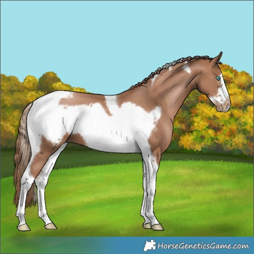 Horse Color:Black Pearl Tobiano Frame 