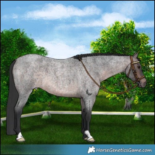 Horse Color:Platinum Brown Roan 