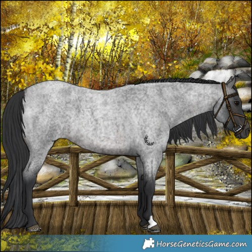 Horse Color:Platinum Brown Roan