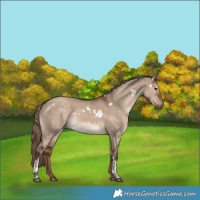 Horse Color:White Spotted Liver Red Dun Tobiano 