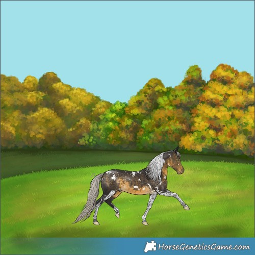 Horse Color:White Spotted Silver Buckskin Tobiano 