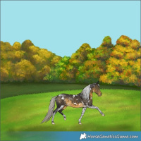 Horse Color:White Spotted Silver Buckskin Tobiano