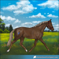 Horse Color:Chocolate Palomino