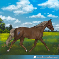 Horse Color:Chocolate Palomino 