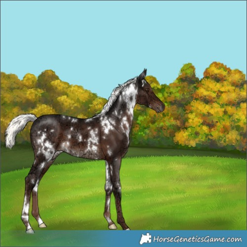 Horse Color:White Spotted Liver Chestnut Ice Mushroom 