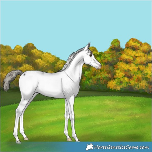 Horse Color:White Spotted Liver Chestnut Ice Mushroom 