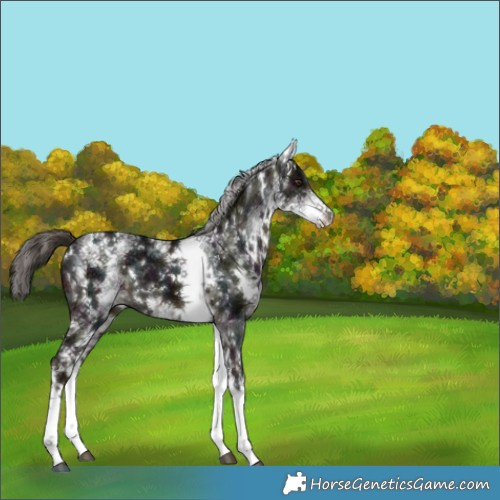 Horse Color:White Spotted Midnight Liver Chestnut 